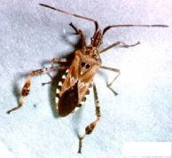 leptoglossus_occidentalis